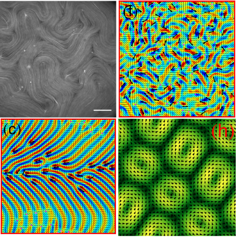 Dynamics of Active Liquid Crystals You Soft Matter Group