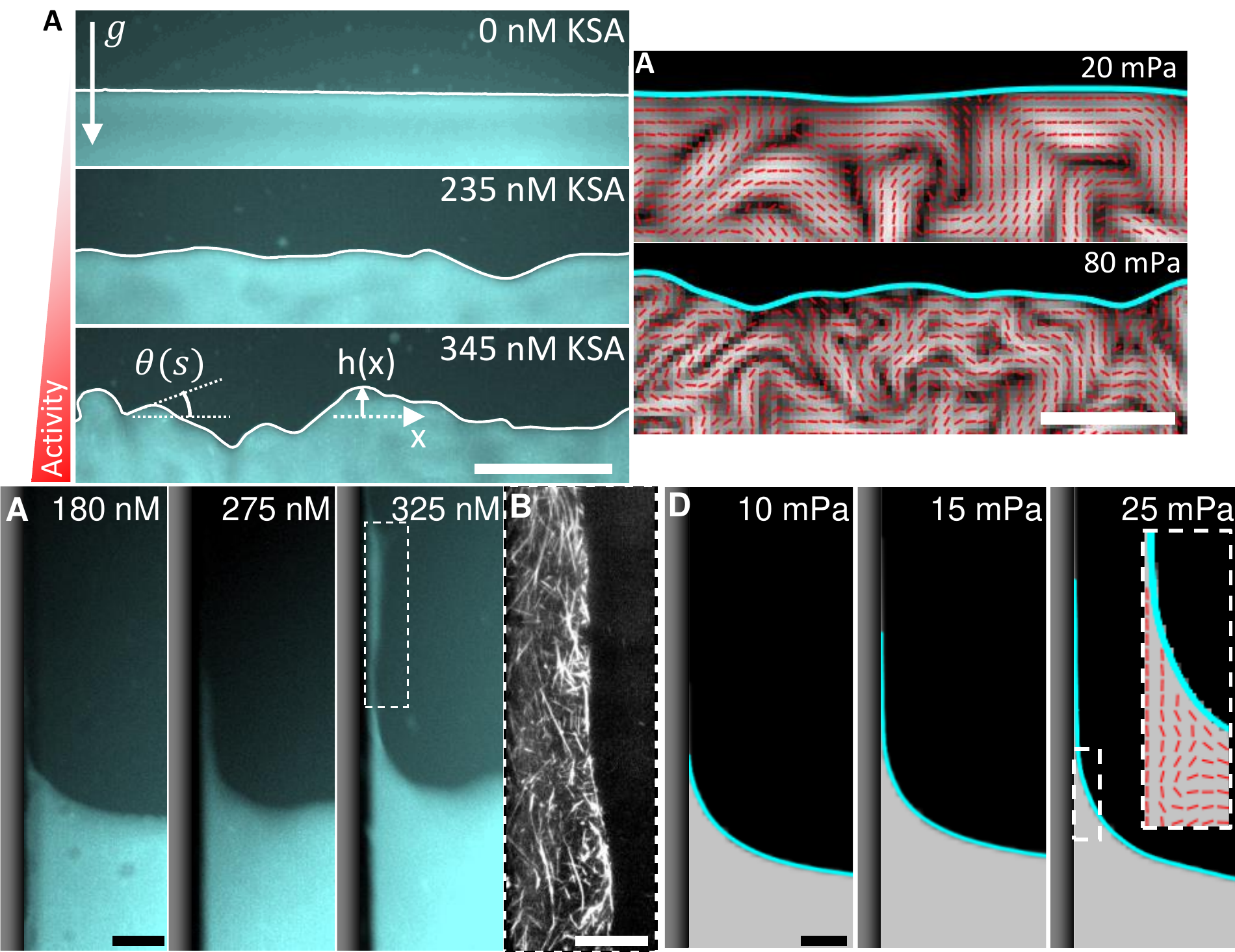 Interface between active-passive fluids | You Soft Matter Group